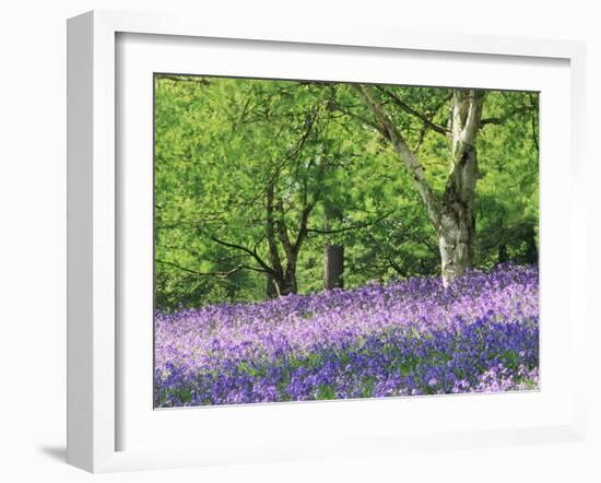 Bluebells in Woods, Springtime-Jon Arnold-Framed Photographic Print