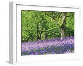 Bluebells in Woods, Springtime-Jon Arnold-Framed Photographic Print