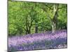 Bluebells in Woods, Springtime-Jon Arnold-Mounted Photographic Print