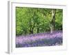 Bluebells in Woods, Springtime-Jon Arnold-Framed Photographic Print