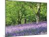 Bluebells in Woods, Springtime-Jon Arnold-Mounted Photographic Print