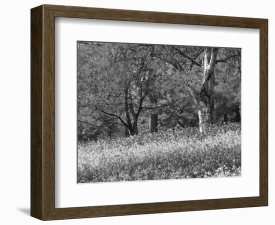 Bluebells in Woods, Springtime-Jon Arnold-Framed Photographic Print