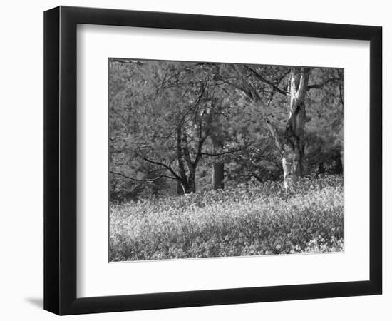 Bluebells in Woods, Springtime-Jon Arnold-Framed Photographic Print