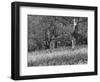 Bluebells in Woods, Springtime-Jon Arnold-Framed Photographic Print