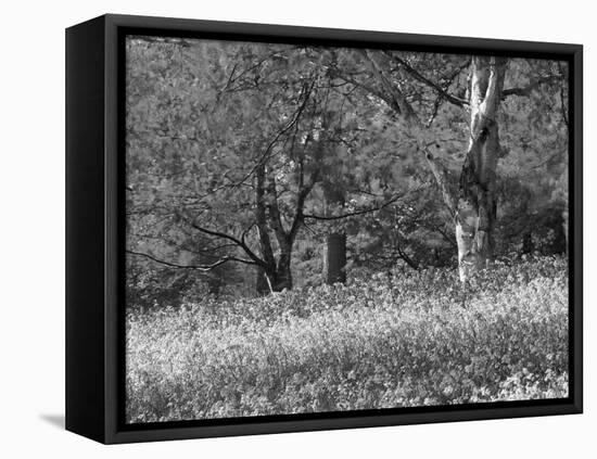 Bluebells in Woods, Springtime-Jon Arnold-Framed Stretched Canvas