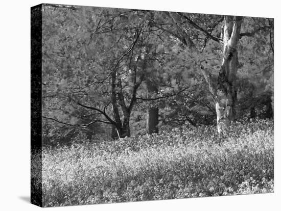 Bluebells in Woods, Springtime-Jon Arnold-Stretched Canvas