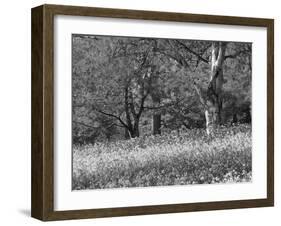 Bluebells in Woods, Springtime-Jon Arnold-Framed Photographic Print