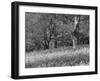 Bluebells in Woods, Springtime-Jon Arnold-Framed Photographic Print