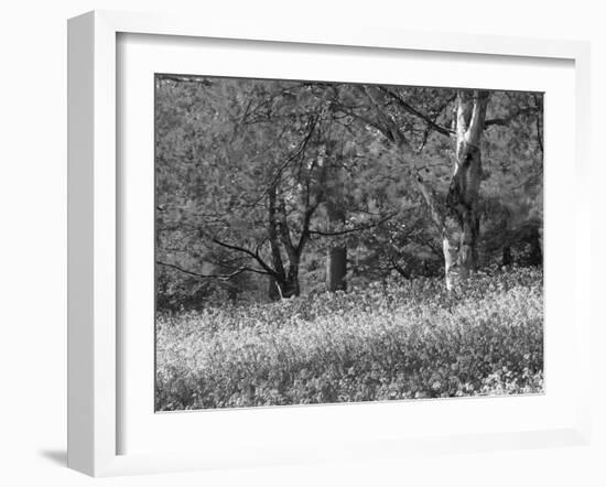 Bluebells in Woods, Springtime-Jon Arnold-Framed Photographic Print