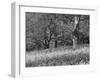 Bluebells in Woods, Springtime-Jon Arnold-Framed Photographic Print