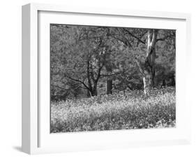 Bluebells in Woods, Springtime-Jon Arnold-Framed Photographic Print