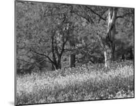 Bluebells in Woods, Springtime-Jon Arnold-Mounted Photographic Print