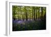 Bluebells in Woods-Rory Garforth-Framed Photographic Print