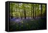 Bluebells in Woods-Rory Garforth-Framed Stretched Canvas