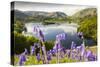 Bluebells on Loughrigg terrace, Lake District, UK.-Ashley Cooper-Stretched Canvas