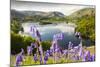 Bluebells on Loughrigg terrace, Lake District, UK.-Ashley Cooper-Mounted Photographic Print