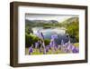 Bluebells on Loughrigg terrace, Lake District, UK.-Ashley Cooper-Framed Photographic Print