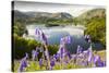 Bluebells on Loughrigg terrace, Lake District, UK.-Ashley Cooper-Stretched Canvas