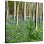 Bluebells, Riffa Wood, Near Harrogate, Yorkshire, England, United Kingdom, Europe-Bill Ward-Stretched Canvas