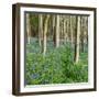 Bluebells, Riffa Wood, Near Harrogate, Yorkshire, England, United Kingdom, Europe-Bill Ward-Framed Photographic Print