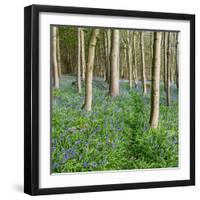 Bluebells, Riffa Wood, Near Harrogate, Yorkshire, England, United Kingdom, Europe-Bill Ward-Framed Photographic Print