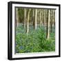 Bluebells, Riffa Wood, Near Harrogate, Yorkshire, England, United Kingdom, Europe-Bill Ward-Framed Photographic Print