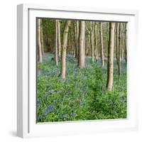 Bluebells, Riffa Wood, Near Harrogate, Yorkshire, England, United Kingdom, Europe-Bill Ward-Framed Photographic Print