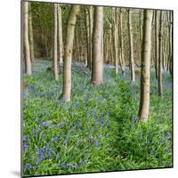 Bluebells, Riffa Wood, Near Harrogate, Yorkshire, England, United Kingdom, Europe-Bill Ward-Mounted Photographic Print