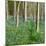 Bluebells, Riffa Wood, Near Harrogate, Yorkshire, England, United Kingdom, Europe-Bill Ward-Mounted Photographic Print