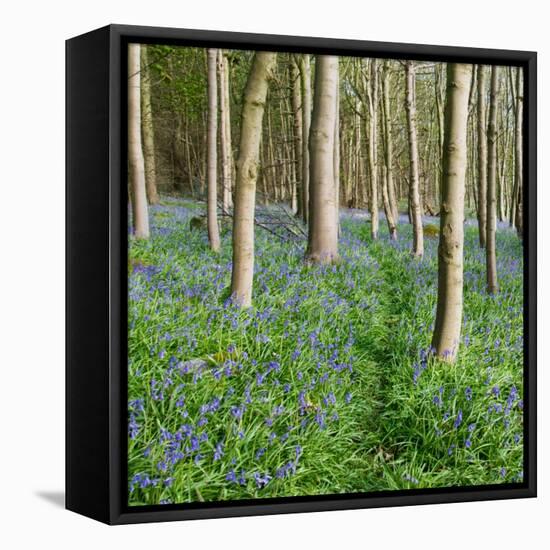 Bluebells, Riffa Wood, Near Harrogate, Yorkshire, England, United Kingdom, Europe-Bill Ward-Framed Stretched Canvas
