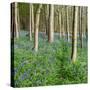 Bluebells, Riffa Wood, Near Harrogate, Yorkshire, England, United Kingdom, Europe-Bill Ward-Stretched Canvas