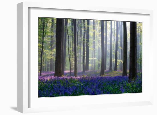 Bluebells-Adrian Popan-Framed Art Print