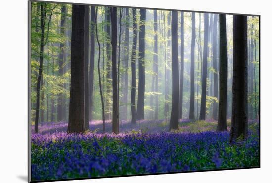 Bluebells-Adrian Popan-Mounted Art Print