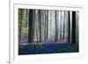 Bluebells-Adrian Popan-Framed Art Print