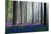 Bluebells-Adrian Popan-Mounted Art Print