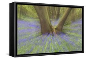 Bluebells-null-Framed Stretched Canvas