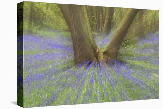 Bluebells-null-Stretched Canvas