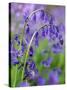 Bluebells-null-Stretched Canvas