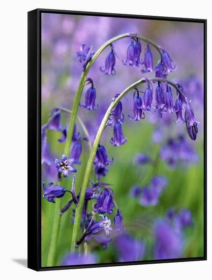 Bluebells-null-Framed Stretched Canvas