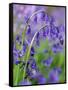 Bluebells-null-Framed Stretched Canvas