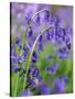 Bluebells-null-Stretched Canvas