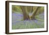 Bluebells-null-Framed Photographic Print