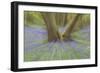 Bluebells-null-Framed Photographic Print