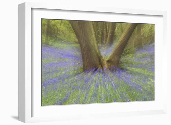 Bluebells-null-Framed Photographic Print