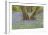 Bluebells-null-Framed Photographic Print