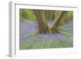 Bluebells-null-Framed Photographic Print