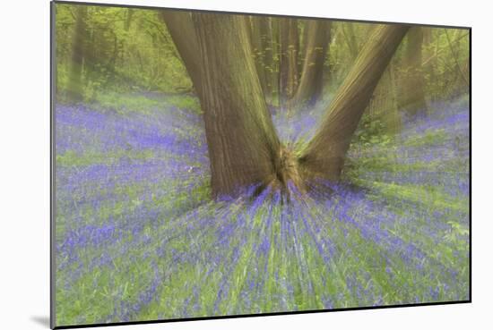 Bluebells-null-Mounted Photographic Print