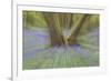 Bluebells-null-Framed Photographic Print