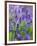 Bluebells-null-Framed Photographic Print