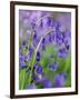 Bluebells-null-Framed Photographic Print